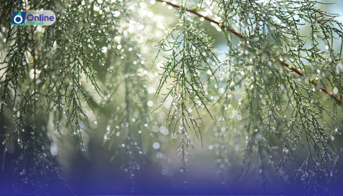 Lesson 01: The Melody of Nature: Leaves Drinking Rain